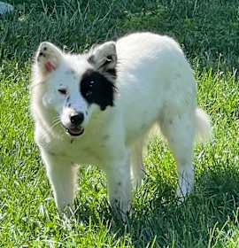 Photo of Oreo