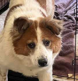 Photo of Cookie 