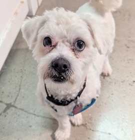 Photo of Paw Newman