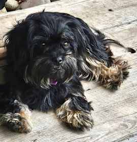 Photo of Bailey