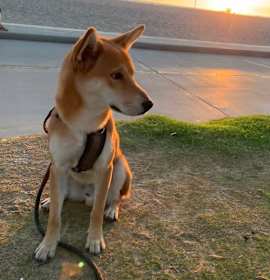 Photo of Bleu