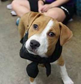 Photo of Leah's Pup Lyla