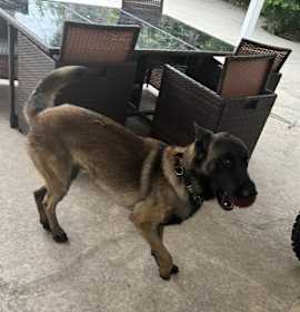 Photo of Ace