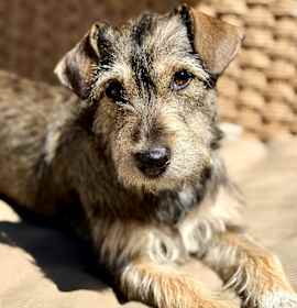 Photo of Wila