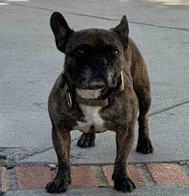 Photo of Bruno