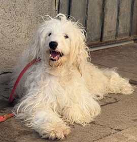 Photo of Phoebe