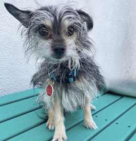 Photo of Taz