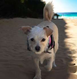 Photo of Stella