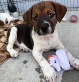 Photo of Hank