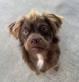 Photo of Coco