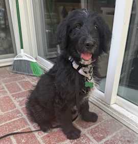 Photo of Oreo