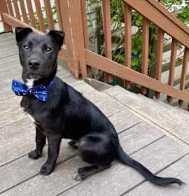 Photo of Bear
