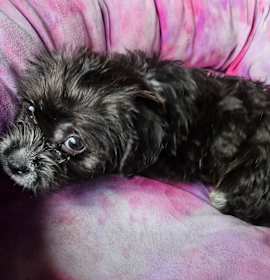 Photo of Tinker bell