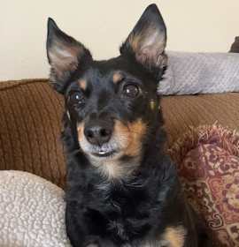 Photo of Ollie