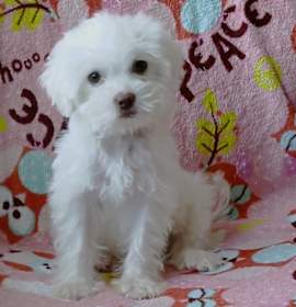 Photo of ARAMIS
