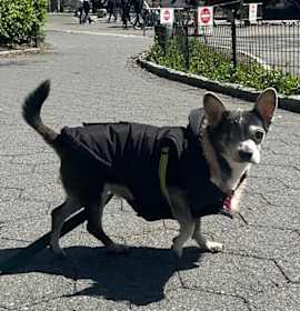 Photo of Chewy