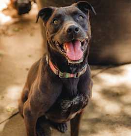 Photo of Stella