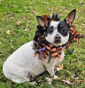 Photo of MAGIC MAUDE