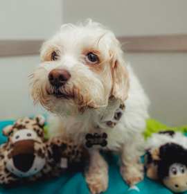 Photo of Happy