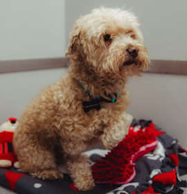 Photo of Doc