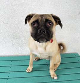 Photo of Pickle