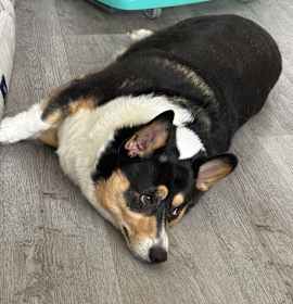 Photo of Lucky
