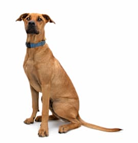 Photo of Manny