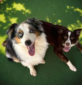 Photo of Brand / Rigby