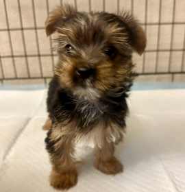 Photo of DARLA
