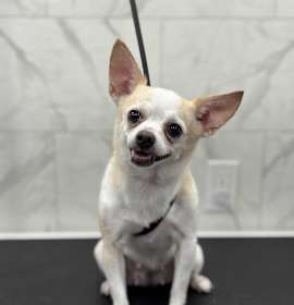 Photo of Maisy