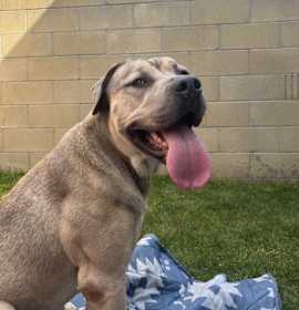 Photo of KODA BEAR