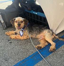 Photo of Brownie