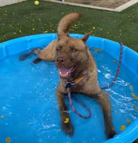 Photo of CHACA