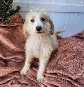 Photo of Golden doodle boy