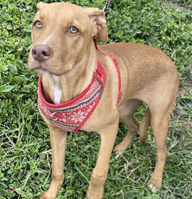 Photo of BRENDA