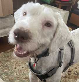 Photo of Chester