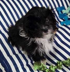 Photo of Skipper