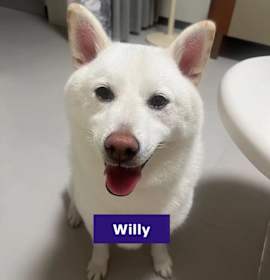 Photo of Willy