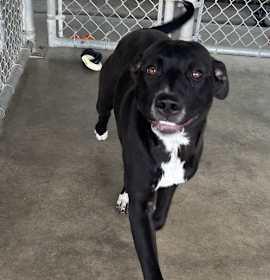 Photo of Foghorn Leghorn   #10206