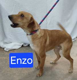 Photo of Enzo