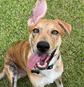 Photo of Tiger Gentle Pup