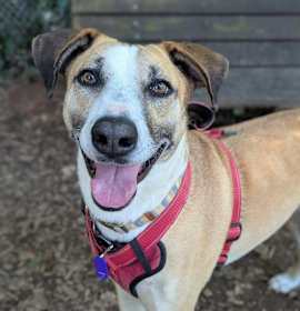 Photo of Bingo (AKA: Dame)