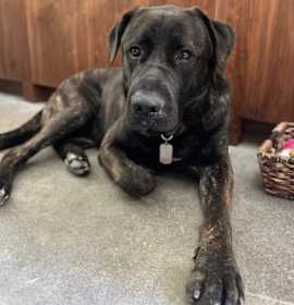 Photo of Alfie CP
