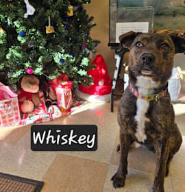 Photo of Whiskey