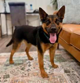 Photo of Pinky Pie the mini shepherd with the mighty soul