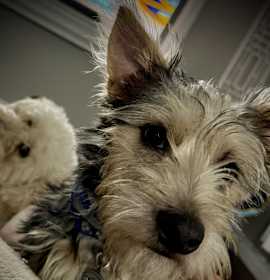 Photo of Buster