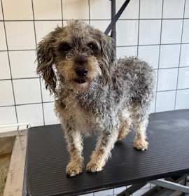 Photo of BAILEY