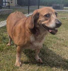 Photo of Clayton *Adopt or Foster*