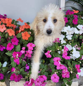 Photo of Golden boy