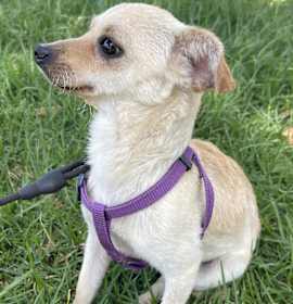 Photo of ANNIE